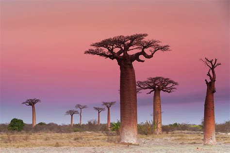 Baobab Trees, Madagascar #1 by Mint Images/ Art Wolfe