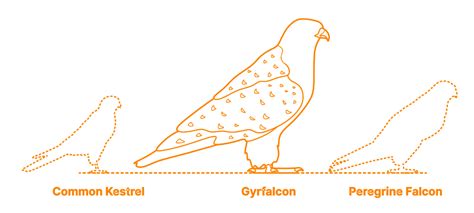 Gyrfalcon (Falco rusticolus) Dimensions & Drawings | Dimensions.com