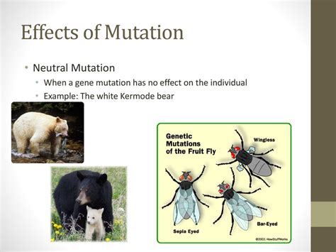 4.2 Mutation. - ppt download