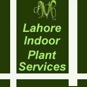Lahore Indoor Plants