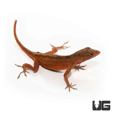 Ruby Red Anole For Sale - Underground Reptiles