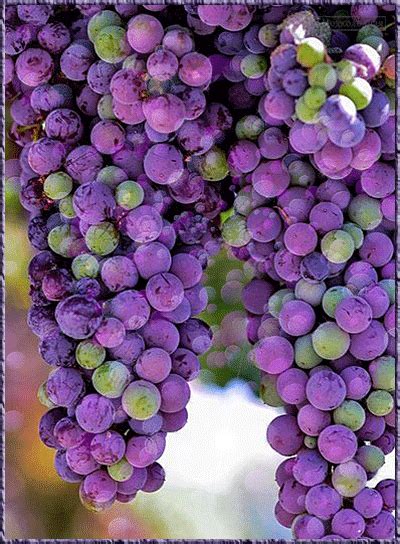 Gif Paradise Purple Food, Green And Purple, Persimmon Recipes, Start Juicing, Wine Vineyards ...