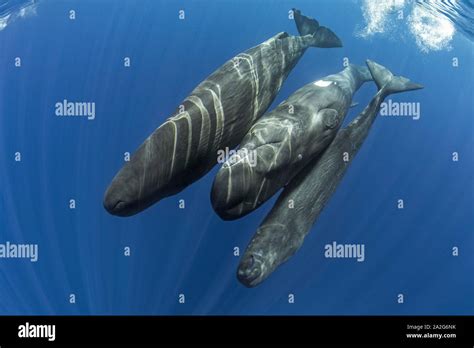 Sperm whale pod hi-res stock photography and images - Alamy