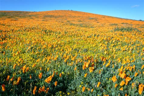 California Poppy Benefits + Recipe – Herbal Academy