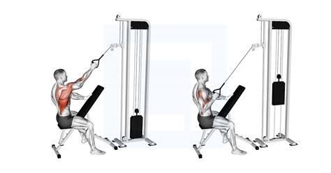 Resistance Band Rear Delt Row - Guide, Benefits, and Form