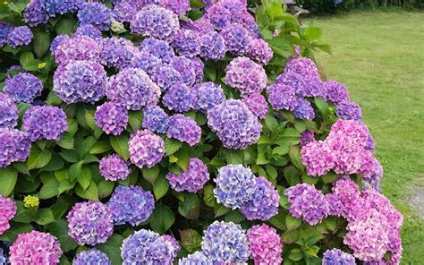 Hydrangeas can be deciduous shrubs, evergreen shrubs or self-clinging ...