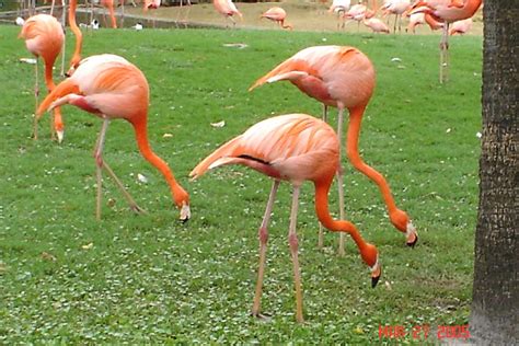 Flamingos at Busch Gardens 2005 | kurtbaum | Flickr