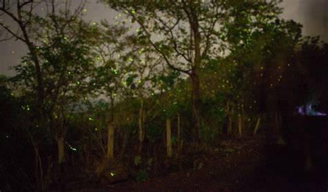 Fireflies Festival Naneghat Caves Trek