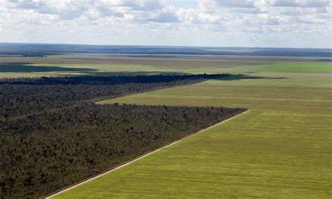 Saving the Cerrado, Brazil’s vital savanna | Stories | WWF