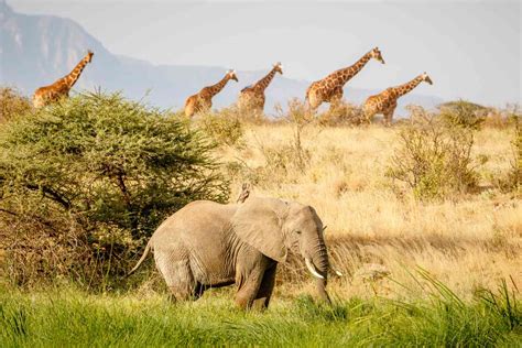 10 datos sorprendentes sobre los biomas terrestres