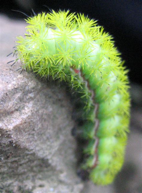 Io moth caterpillar | Oruga, Gusano verde, Insecto escarabajo