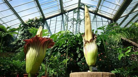 Titan arum - Amorphophallus titanum | Plants | Kew