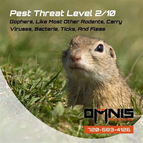 Gopher Control & About Gophers - Pest Library - Omnis Pest Control