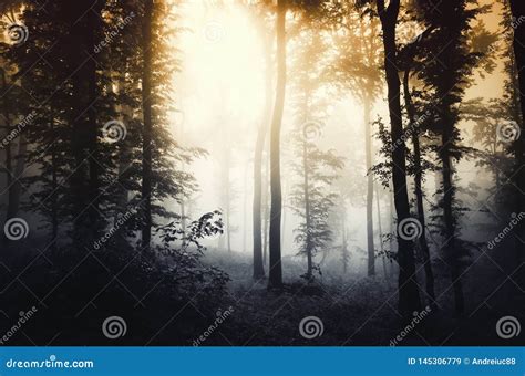 Dark Spooky Forest with Fog at Sunset Stock Image - Image of autumn ...