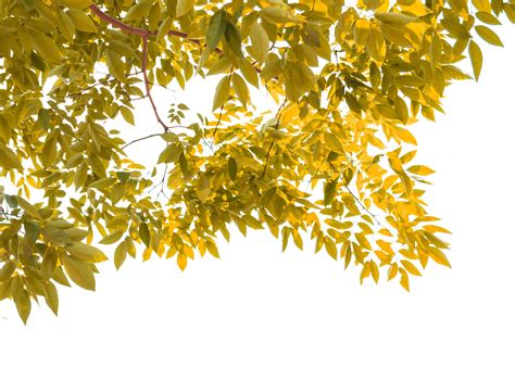 Yellow leaf isolated on white background 14194626 Stock Photo at Vecteezy