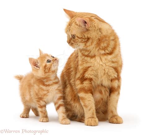 Red tabby British Shorthair mother cat and kitten photo WP26020