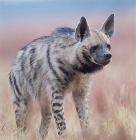 beautiful-wildlife | Striped hyena, Animals wild, Hyena