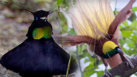 Scientists Shine New Light on the Blackest Black Feathers | Smithsonian