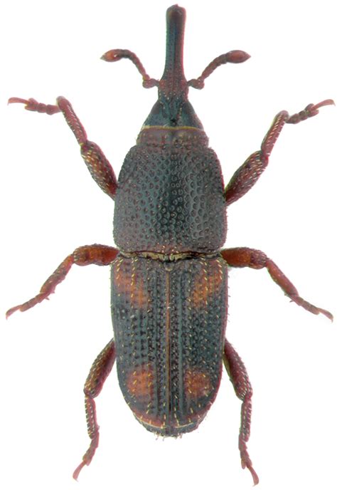 Grain weevils - Plant & Pest Diagnostics