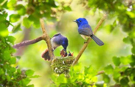 Photographers Don't (Always) Harm Bird Nesting Behavior