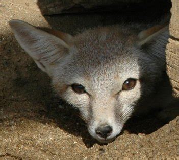 San Joaquin Kit Fox: Los Padres ForestWatch