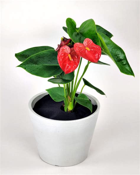 Red Anthurium | PlantVine