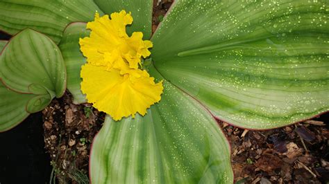 Costus spectabilis : r/rareplants