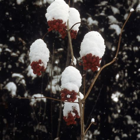 Viburnum trilobum #3 (American Cranberrybush Viburnum) - Scioto Gardens Nursery