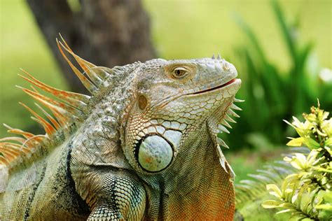 Iguana - A-Z Animals