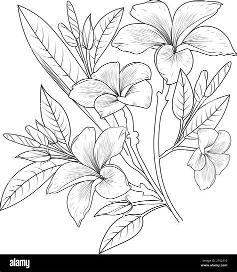 realistic frangipani flower drawing, realistic frangipani flower drawing, pencil plumeria ...