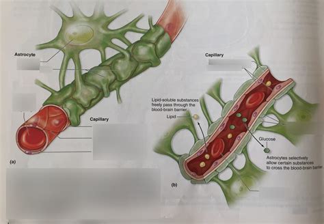 Blood-Brain Barrier diagram Diagram | Quizlet