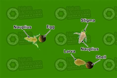 Artemia salina. Artemia salina. Larva - Development of Artemia salina ...