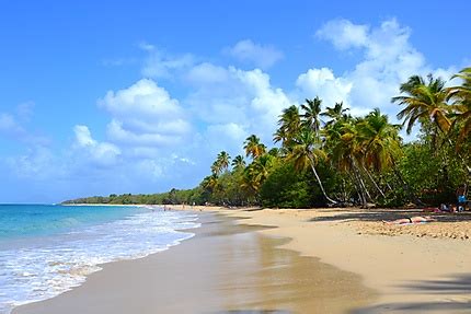 Plage de Martinique : Plages : Mer : Les Salines : Pointe Sud : Martinique : Routard.com