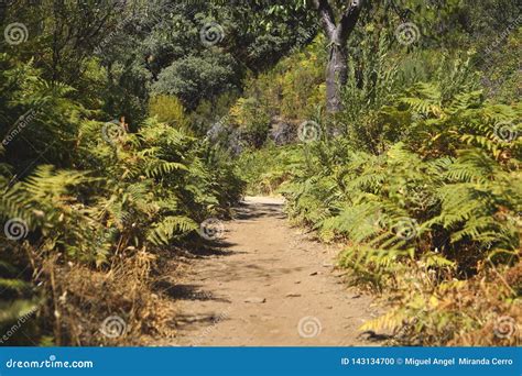 Nature stock photo. Image of nature, extremadura, spain - 143134700