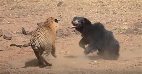 WATCH: Once-in-a-Lifetime Fight Between Tiger and Bear Caught on Camera ...