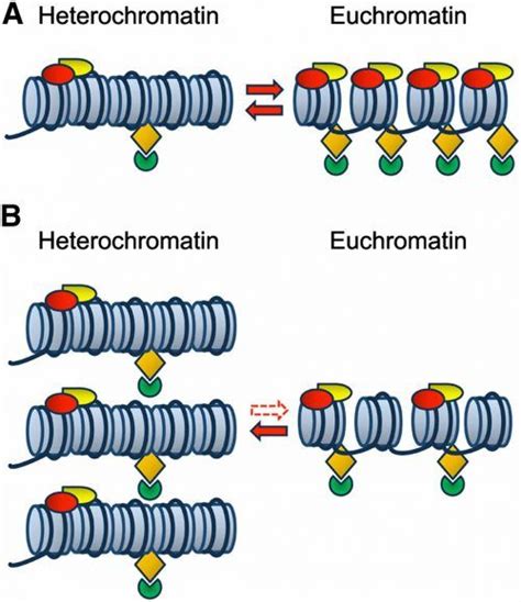 Difference between Euchromatin and Heterochromatin Cell Biology, Science Biology, Photosynthesis ...