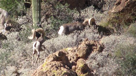 Jay Scott Outdoors: Desert Bighorn Sheep Scouting and Hunting Photos 3