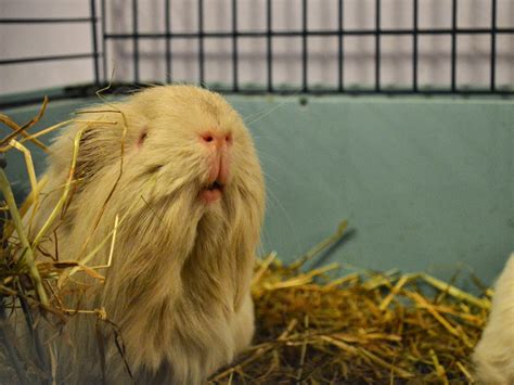 Undercover Guinea Pigs: Rainbow bridge