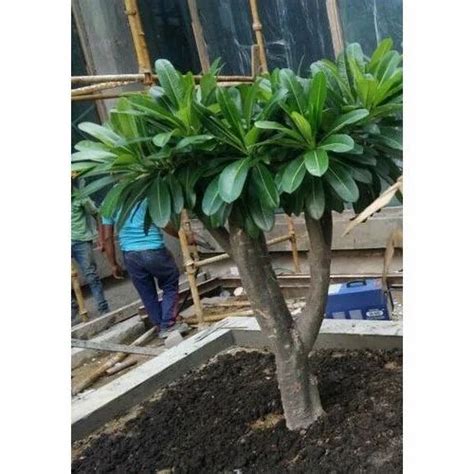 Plumeria Alba Tree at Rs 700/piece | Sector 88 | Faridabad | ID: 16279495262