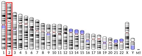 IKZF2 - Wikipedia