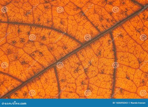 Autumn Orange Leaf with Anatomy and Structure , Macro View Stock Image - Image of flora, autumn ...