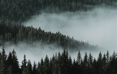 Dark Forest Fog Wallpapers - Top Free Dark Forest Fog Backgrounds - WallpaperAccess