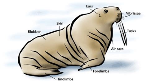 Walrus Anatomy | Walrus Wiki | Fandom