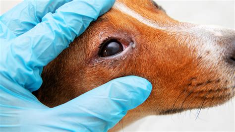 Softening Your Dog's Eye Discharge Like a Pro - PetHelpful