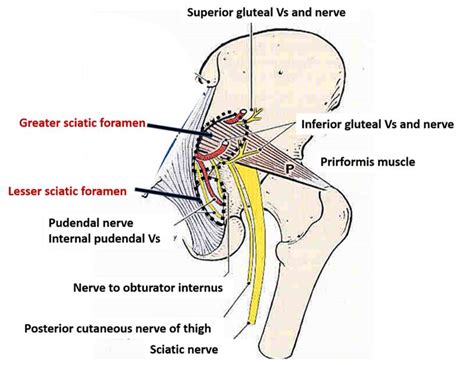 Greater, Lesser Sciatic Foramen | Piriformis muscle, Muscle structure ...