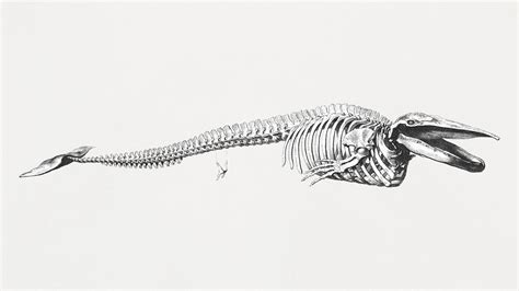 Blue Whale Skeleton (1832) George | Free Photo Illustration - rawpixel