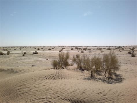 Plants in the Kharan Desert at Washuk District, Rakhshan Division ...