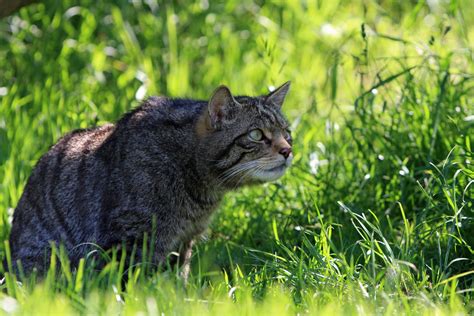 Cat Hunting In Grass Free Stock Photo - Public Domain Pictures