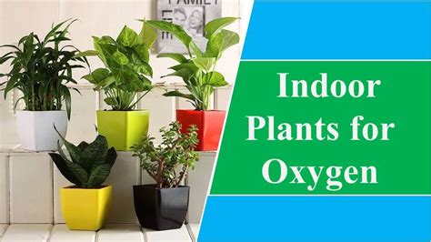 15 Indoor Plants for Oxygen That Boost Your Health | Green