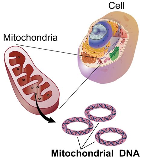 Difference Between Mitochondrial DNA and Chloroplast DNA | Compare the ...